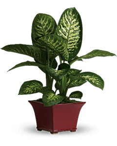 Potted Croton Plant