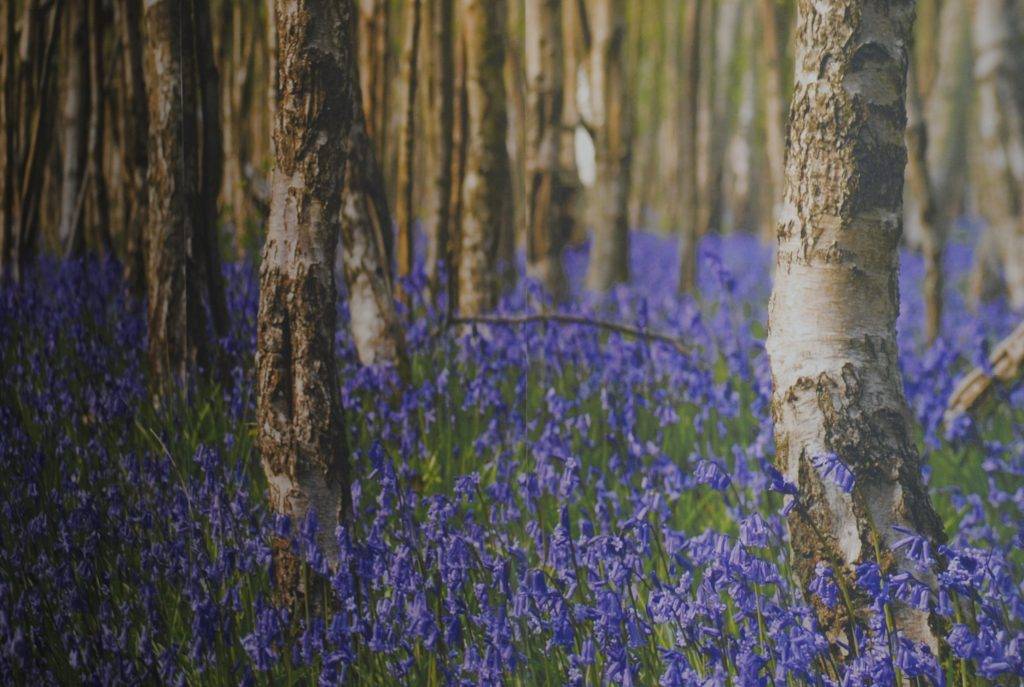 Woodland Wall Graphic Close Up