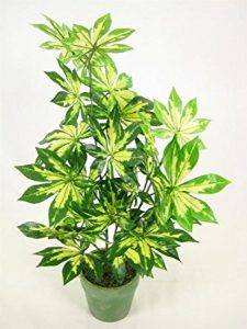 Potted-Fatsia-Japonica