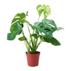 Potted Monstera Deliciosa Plant