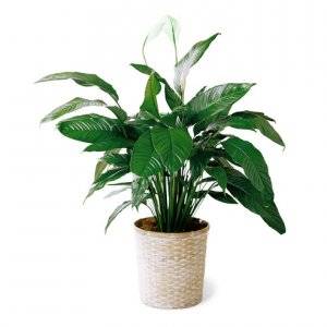 Peace-Lilly-Plant