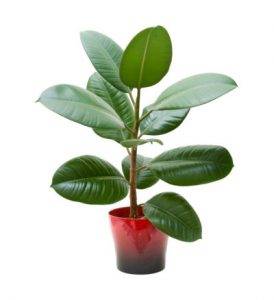 Potted-Rubber-Tree-Plant