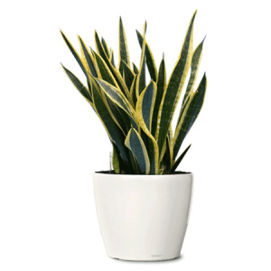 Indoor-Black-Snake-Plant