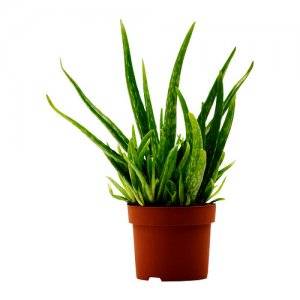 Aloe Vera Potted Plant